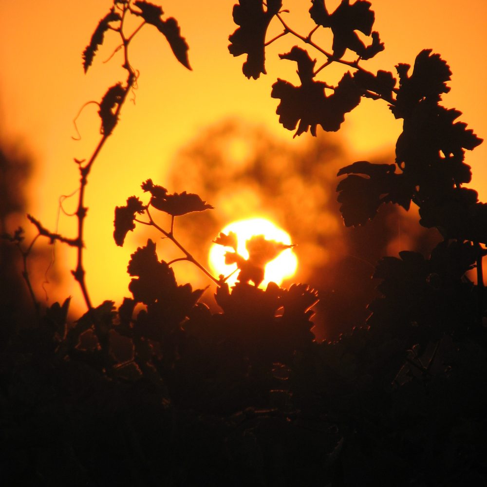 couché de soleil 2 - Vins bio
