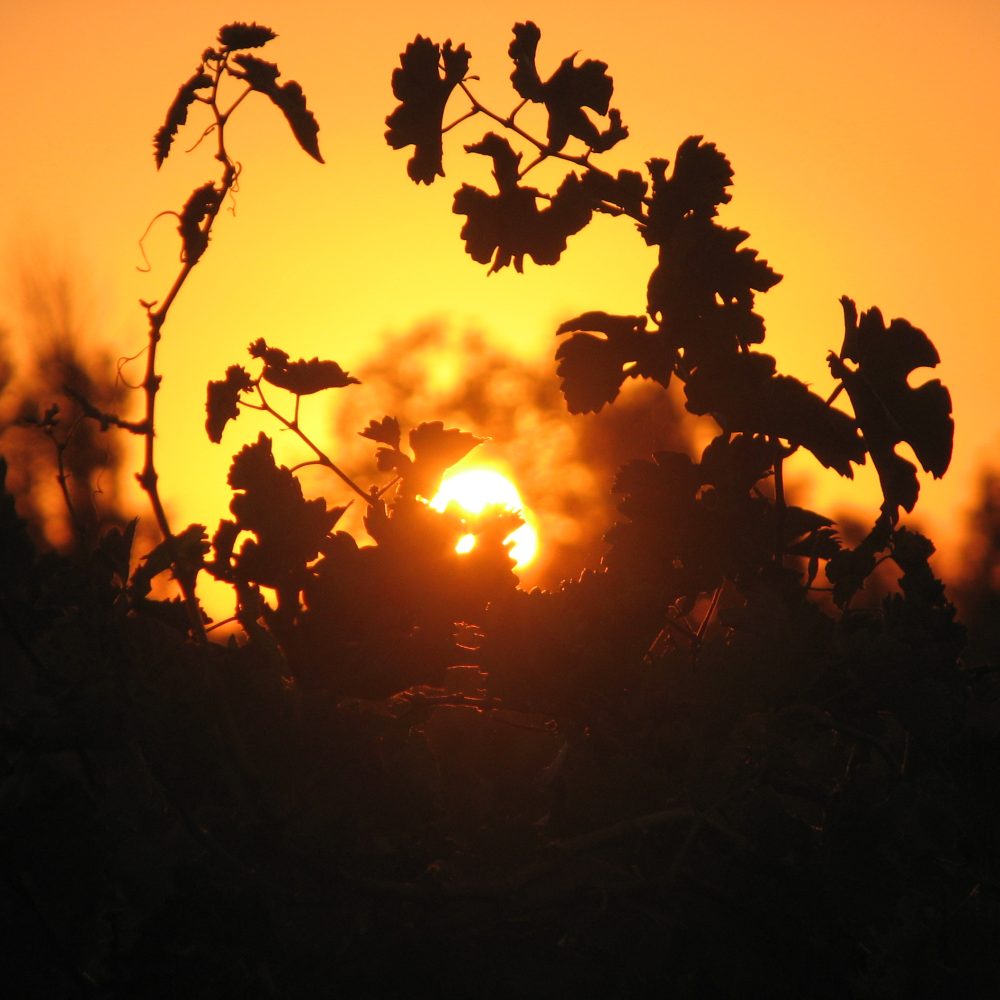 couché de soleil 1 - Vins bio